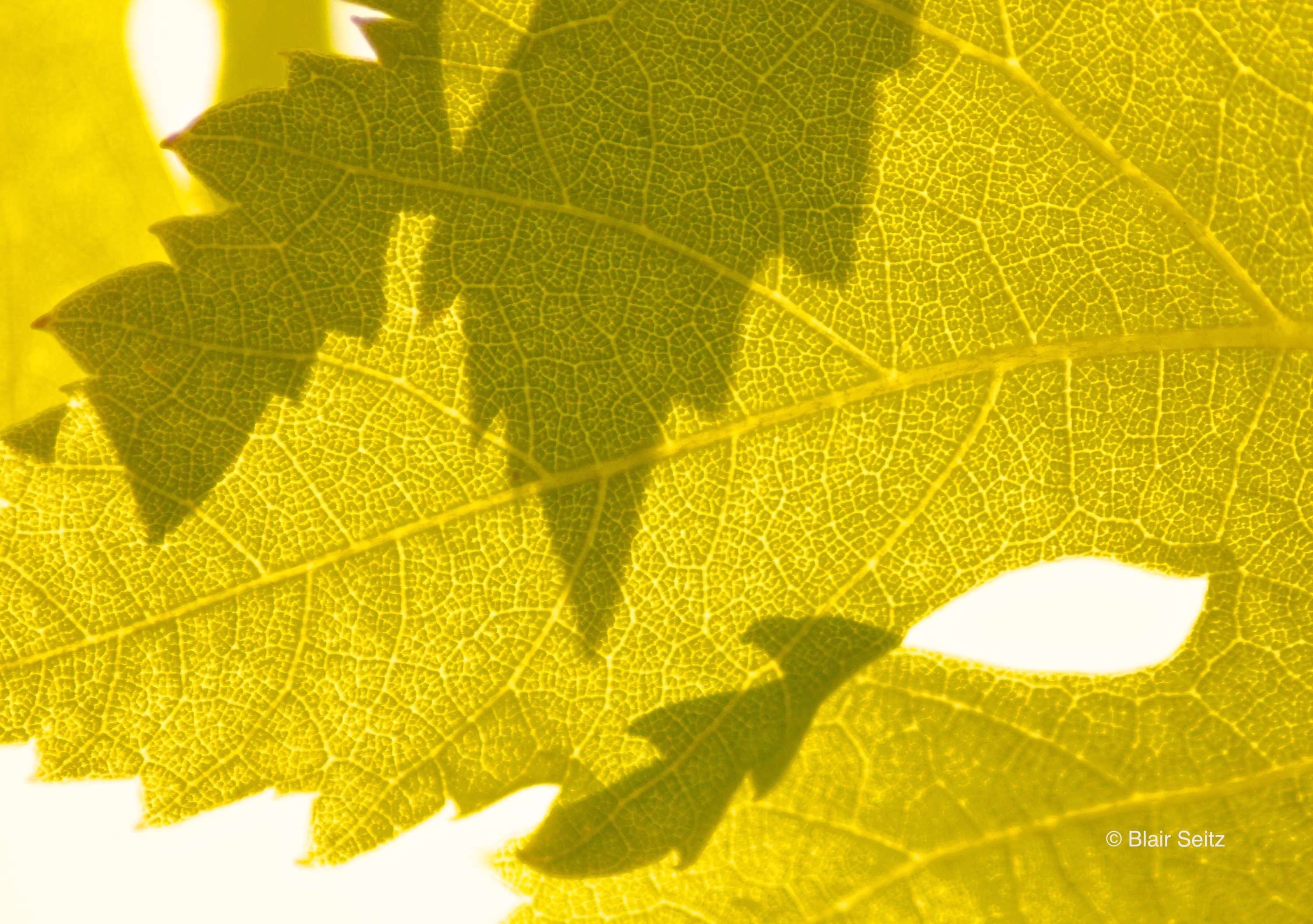 Closeup photo of a sunlit elm leaf