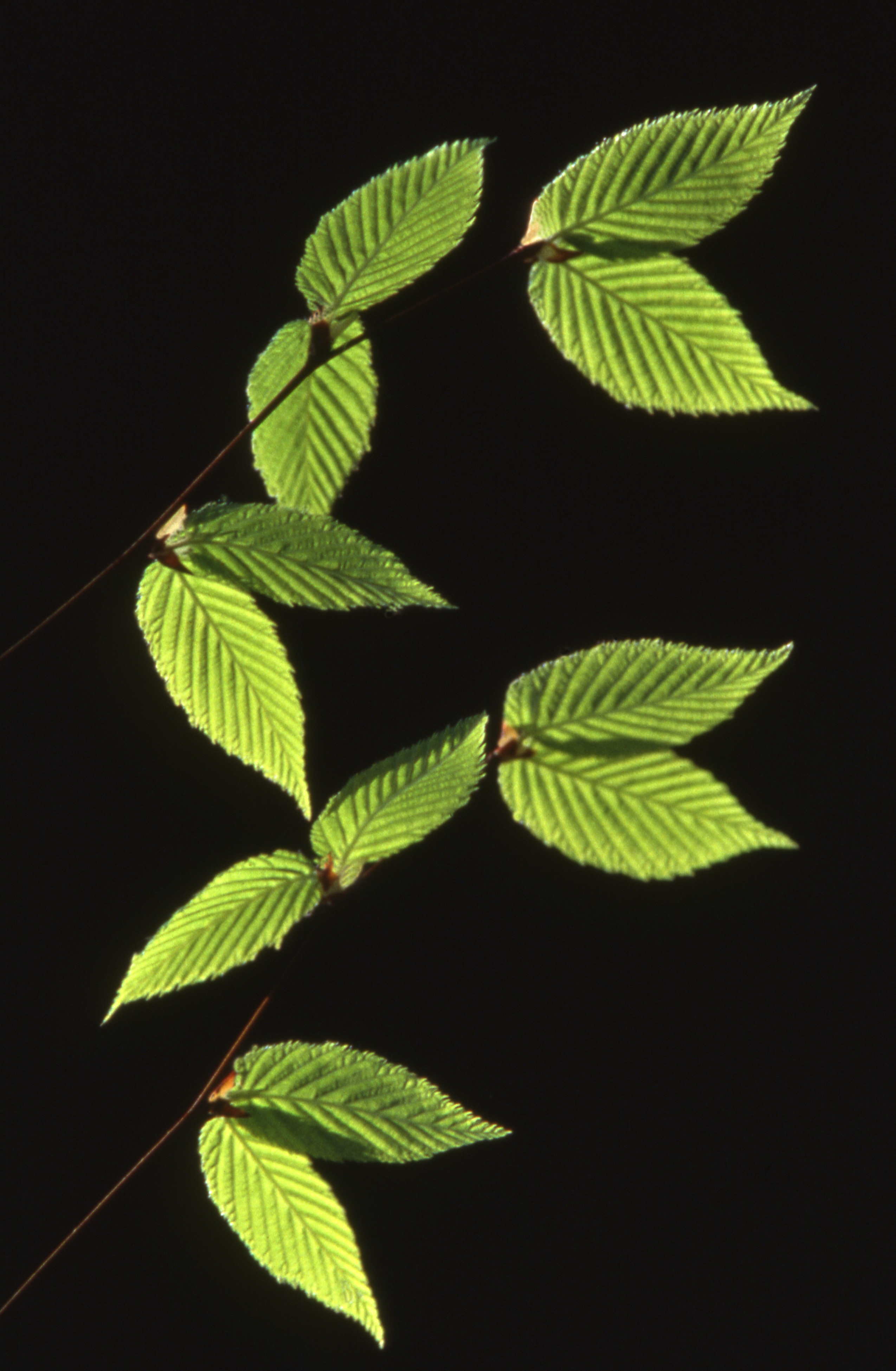 Photo of elm leaf, backlit